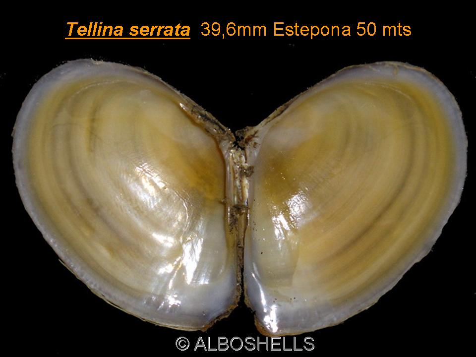 Tellina serrata